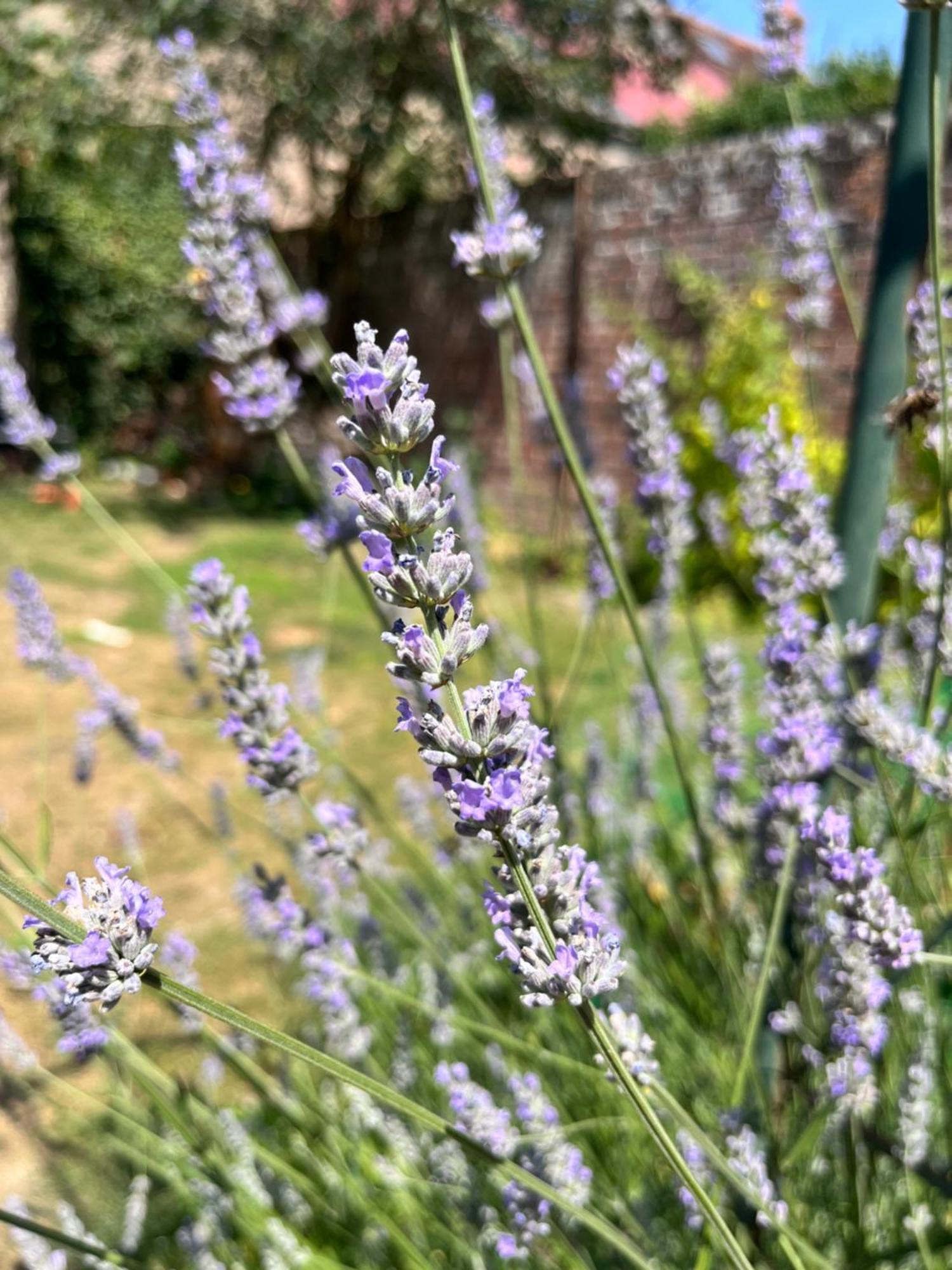 Maison Chaleureuse Avec Jardin - Pause Normande Sées Exteriör bild